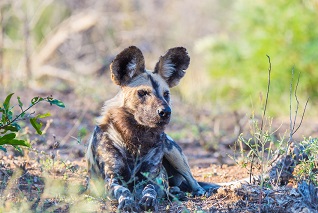 Wild Dog or Lycaon lying down in the bush, Africa